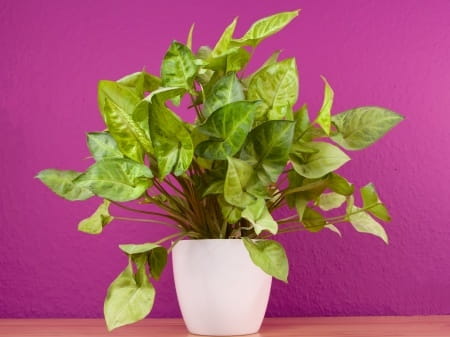 Arrowhead Plant - Find Florists in India - Charming Flowers