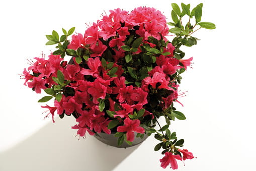 Azalea (Rhododendron Simsii)