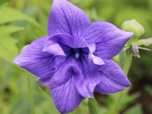 Balloon Flower