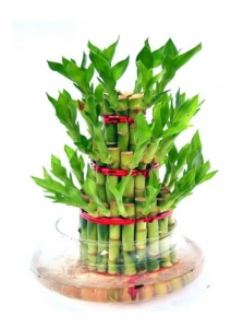 Lucky Bamboo Plant (Dracaena Braunii)
