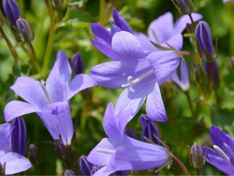 Bell Flower - Find Florists in India - Charming Flowers