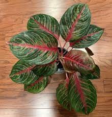Chinese Evergreen (Aglaonema Commutatum)