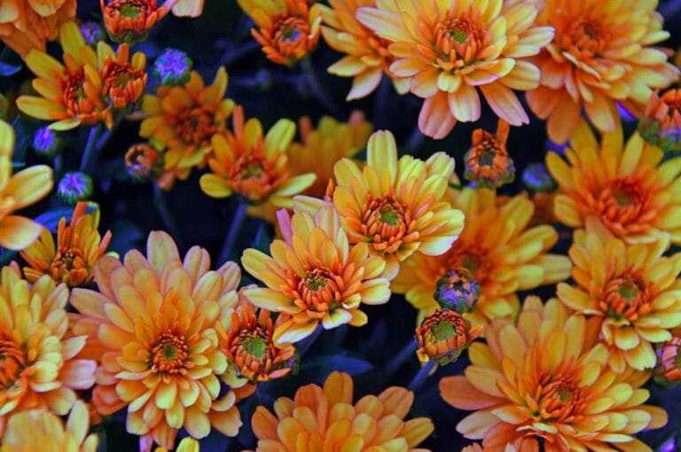 Chrysanthemum - Find Florists in India - Charming Flowers