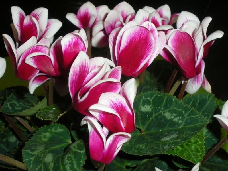 Cyclamen - Find Florists in India - Charming Flowers