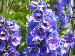 Delphinium