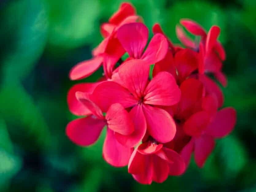 Geranium - Find Florists in India - Charming Flowers