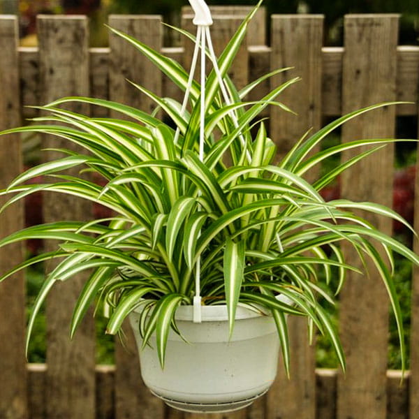 Green Spider Plant (Chlorophytum Comosum)