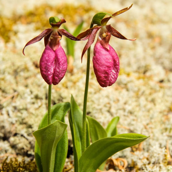 Ladies’ Slipper Orchid (Cypripedioideae)