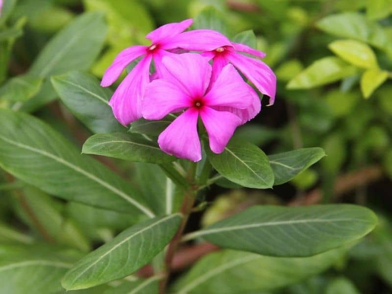 Pink-catharanthus - Find Florists in India - Charming Flowers