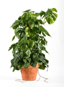 Swiss Cheese Plant