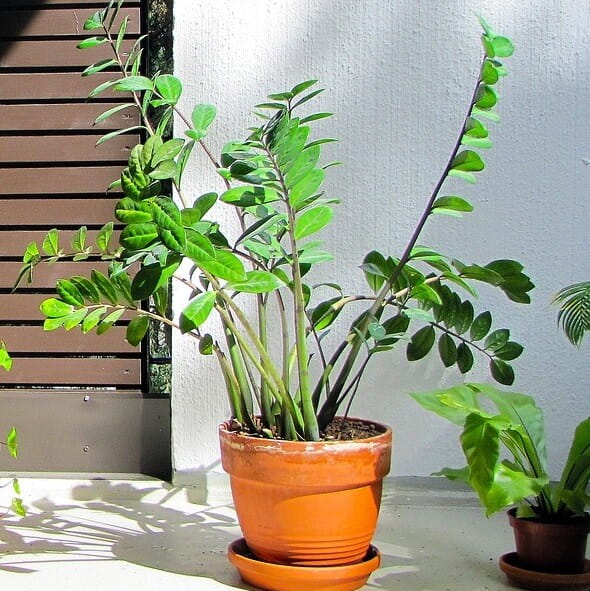 ZZ Plant: Zamioculcas Zamiifolia