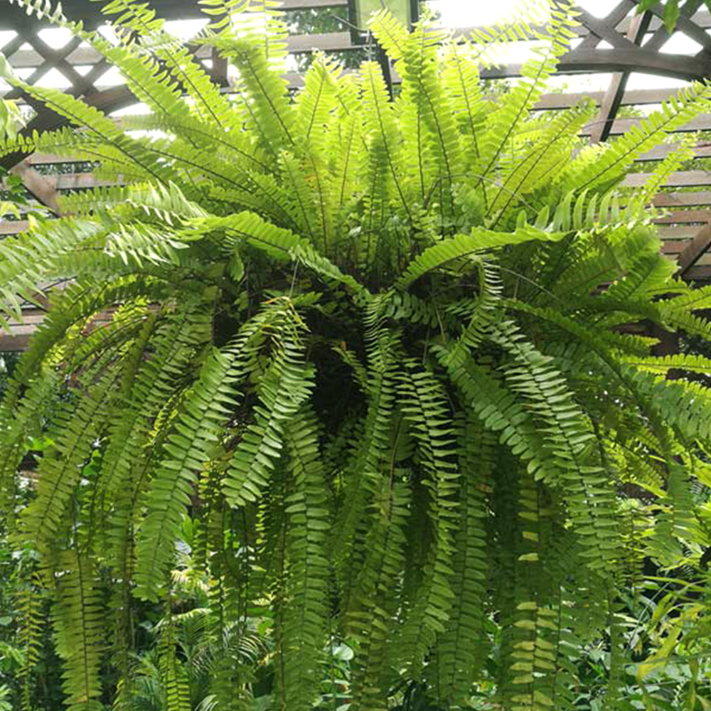 Boston Fern - Charming Flowers - Florists in India
