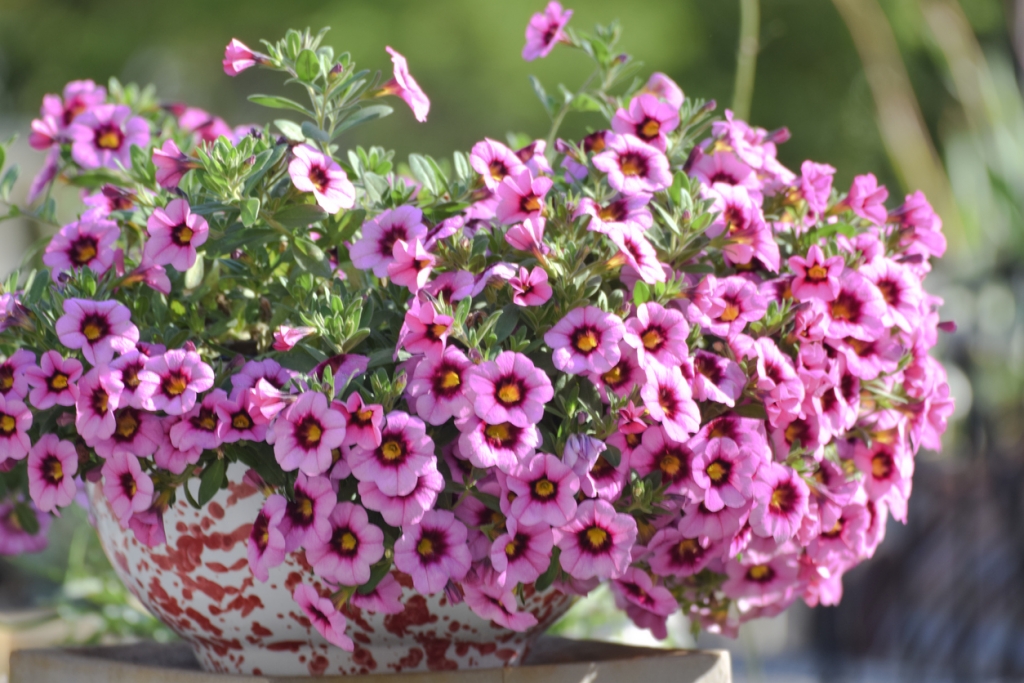 Calibrachoa - Charming Flowers - Florists in India