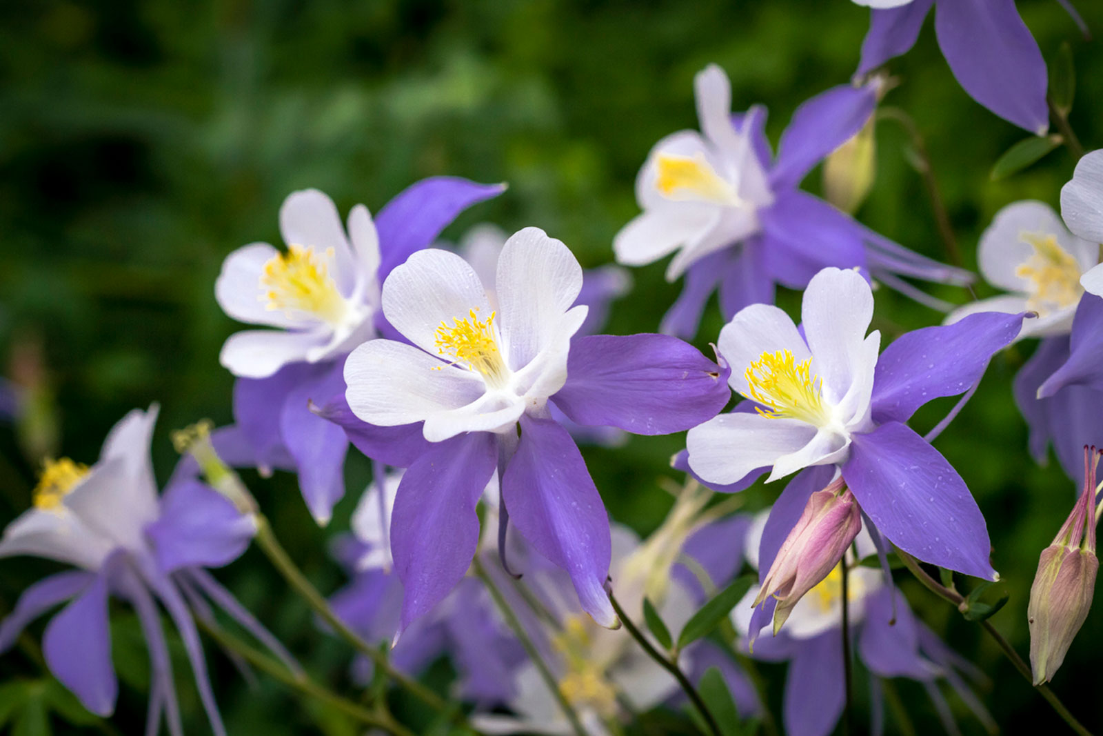 Columbine