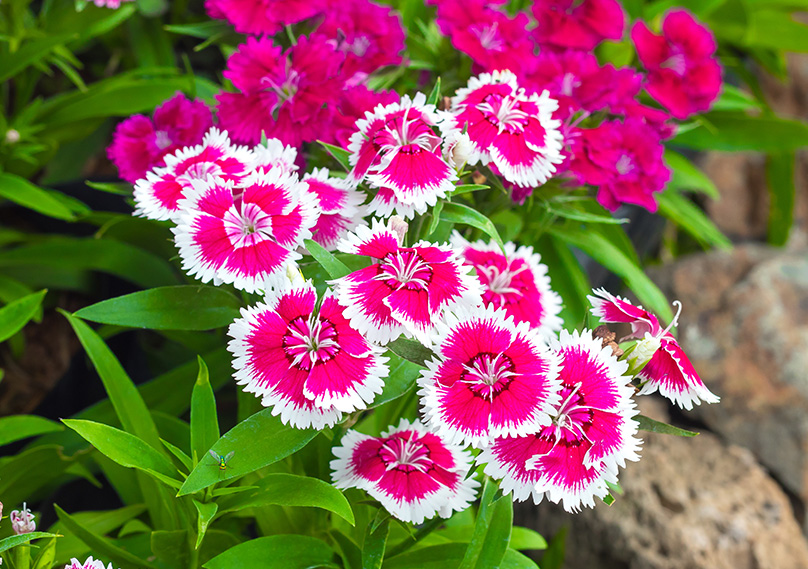 Dianthus