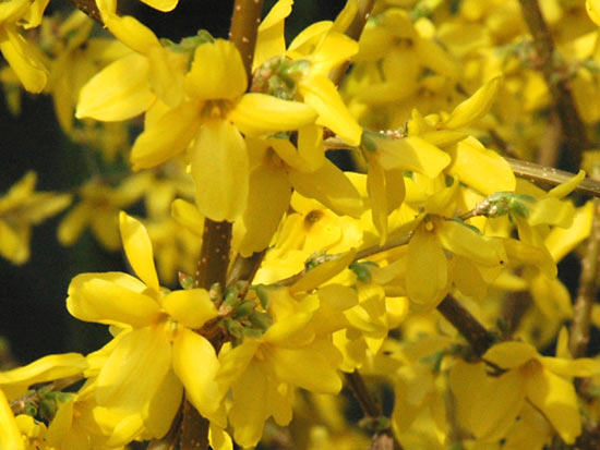 Forsythia - Charming Flowers - Florists in India