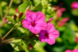 Four O'clock - Charming Flowers - Florists in India