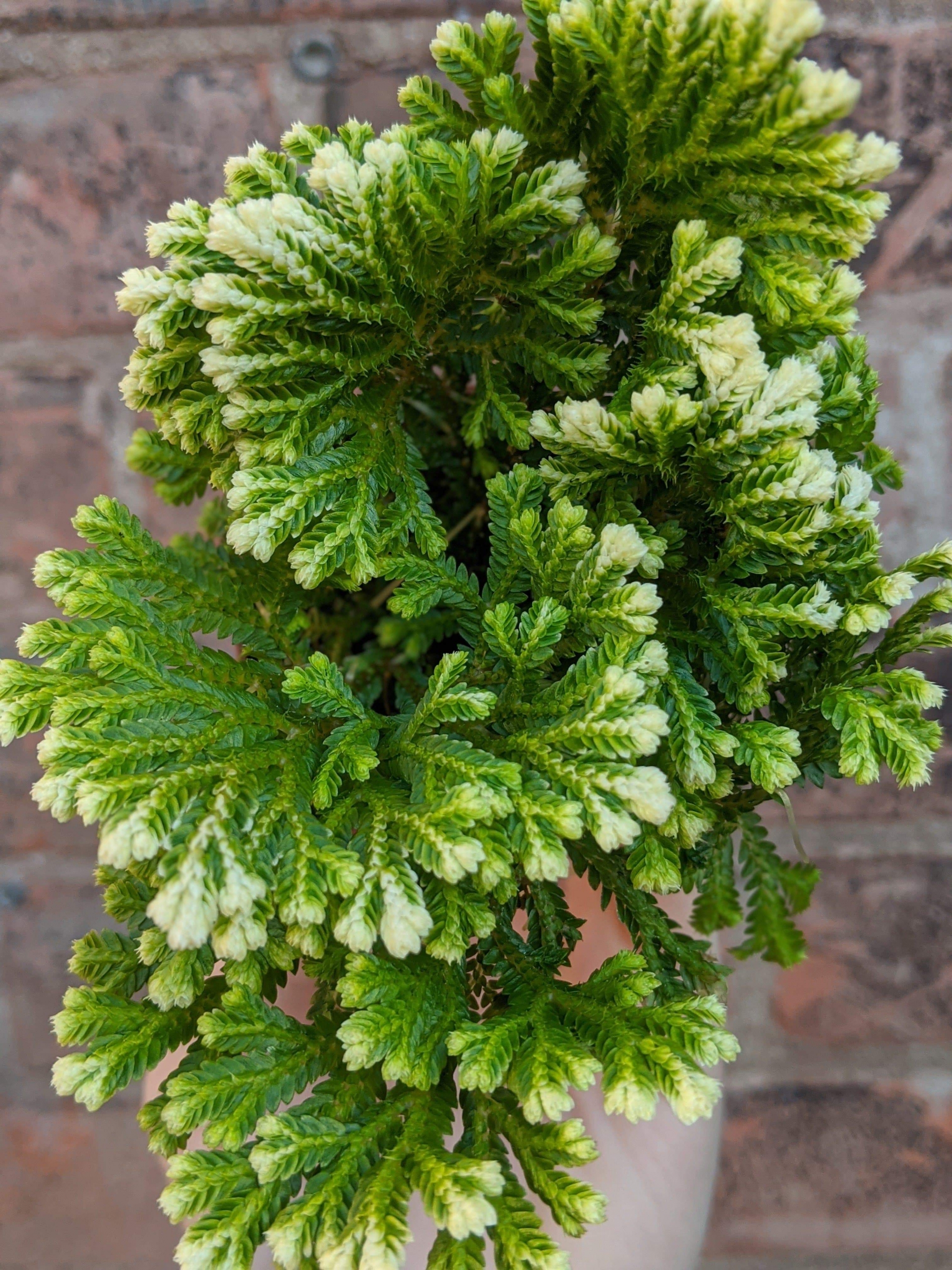 Frosty Fern - Charming Flowers - Florists in India