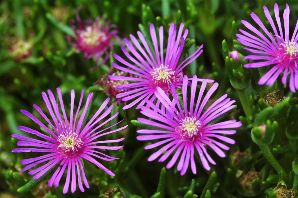 Ice Plant - Charming Flowers - Florists in India