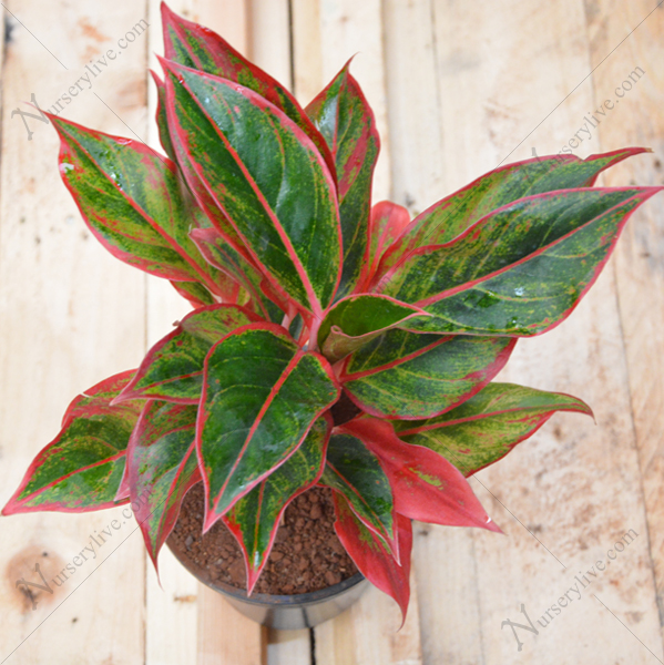 Red Aglaonema - Charming Flowers - Florists in India