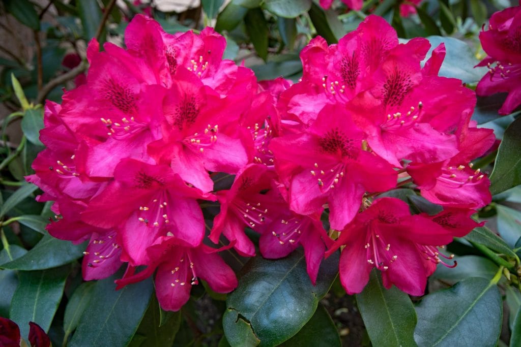 Rhododendron