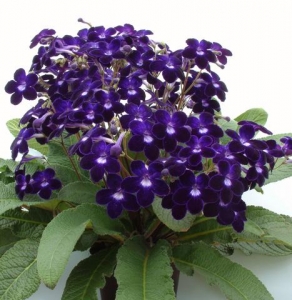 Streptocarpus - Charming Flowers - Florists in India
