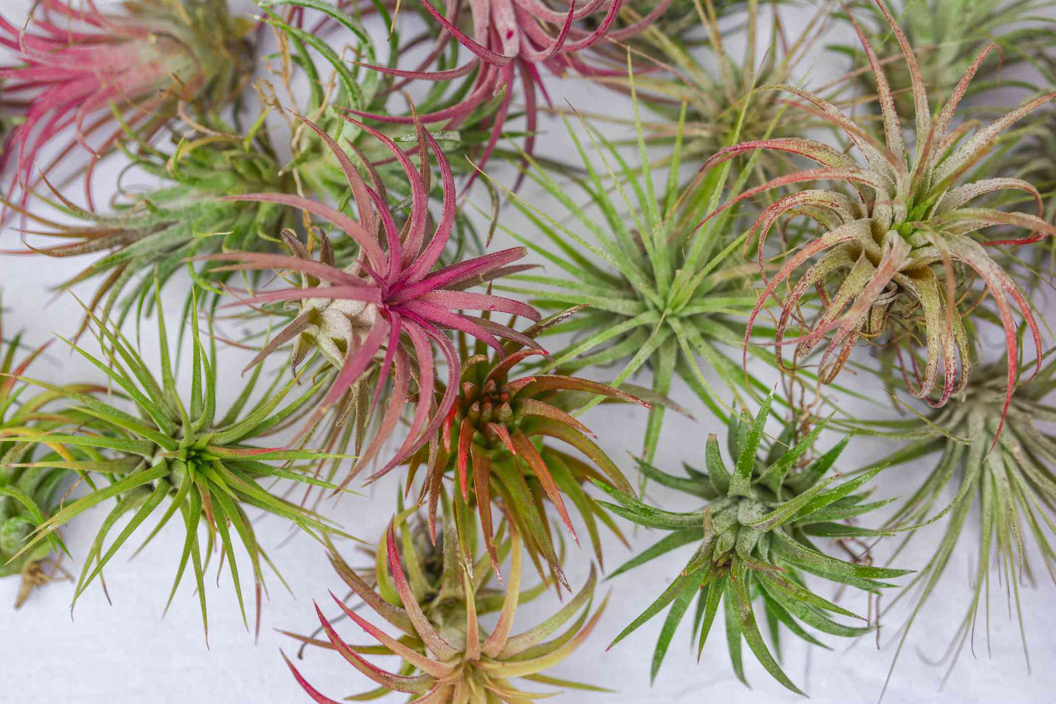 Tillandsia Air Plant - Charming Flowers - Florists in India